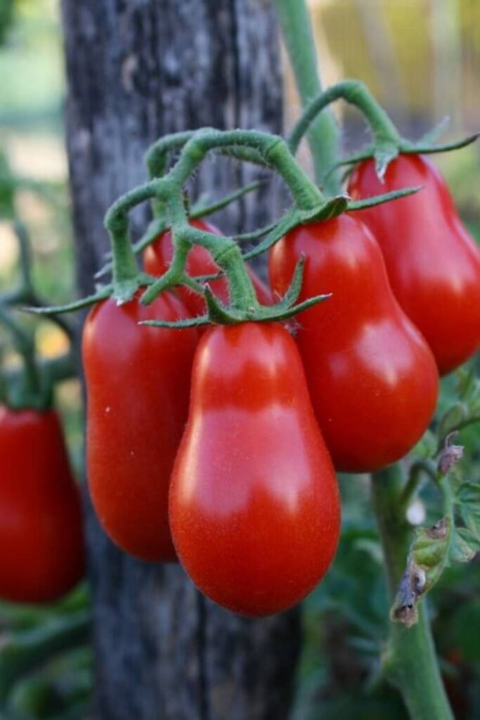 Corbarino Tomato