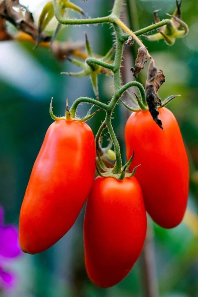 San Marzano Tomato