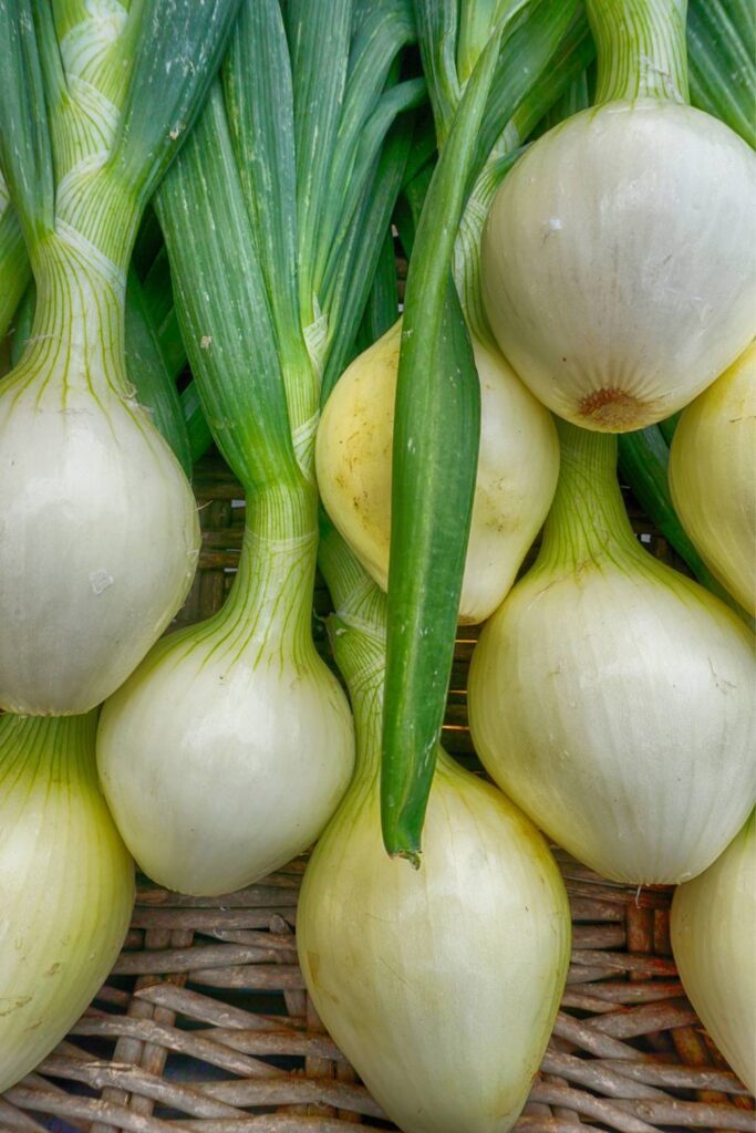 Sweet Onions